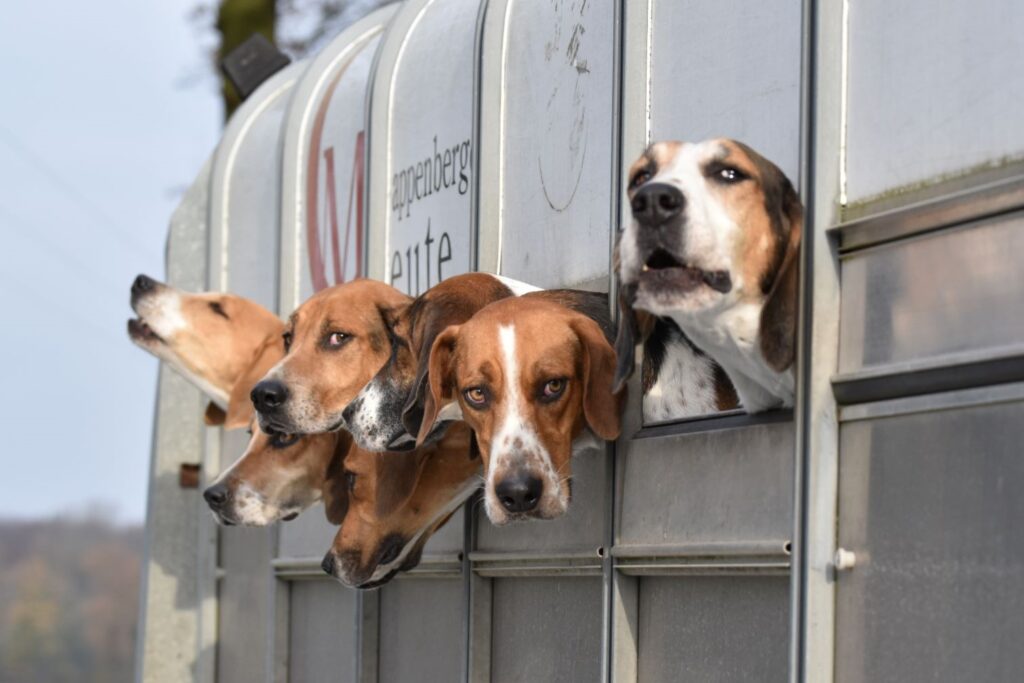 Hunde schauen aus dem Anhänger - Ausschnitt
