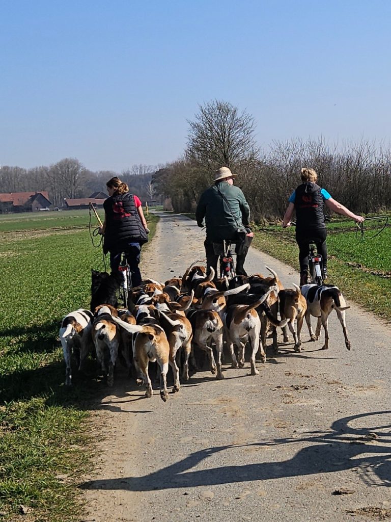 Hundetraining März 2025